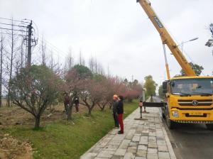  外環(huán)線道路景觀工程二、三標(biāo)段進(jìn)行補(bǔ)植復(fù)綠工作